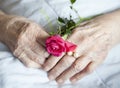 Hands of elderly lady with rose-series of photos Royalty Free Stock Photo